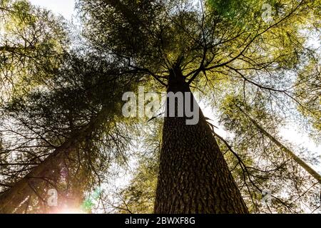 Dalhousie Himachal Pradesh - eine abstrakte Sicht auf die natürliche Schönheit rund um Dalhousie, Himachal Pradesh, Indien, Asien. Naturfotografie in Indien. Stockfoto