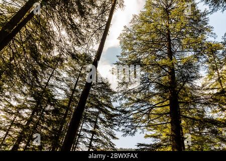 Dalhousie Himachal Pradesh - eine abstrakte Sicht auf die natürliche Schönheit rund um Dalhousie, Himachal Pradesh, Indien, Asien. Naturfotografie in Indien. Stockfoto