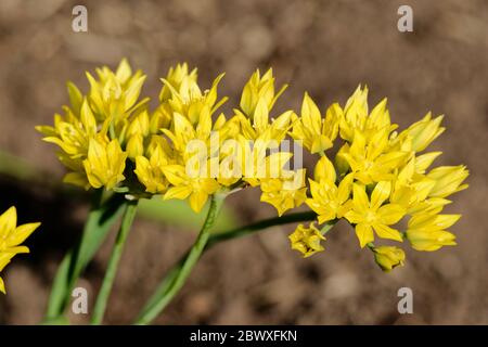 Allium Moly Blüten, manchmal auch Lily Leek genannt, gelber Knoblauch oder goldener Knoblauch. Stockfoto