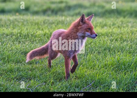 Rotfuchs Stockfoto