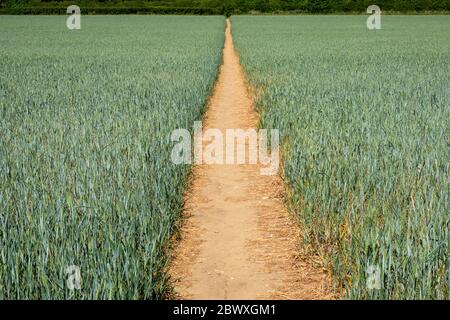 Ein klarer Schnittweg durch ein unreifes Weizenfeld, das das Filed in zwei Hälften teilt und einen Fluchtpunkt am baumgesäumten Horizont bildet Stockfoto