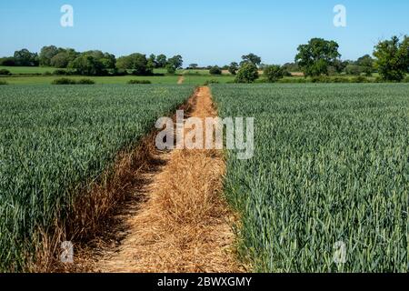 Ein klarer Schnittweg durch ein unreifes Weizenfeld, das das Filed in zwei Hälften teilt und einen Fluchtpunkt am baumgesäumten Horizont bildet Stockfoto