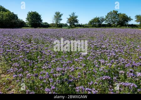 Ein Feld von Phacelia, das ein solides purpurnes Feld mit einer Hecke und einem Baumrand in der Ferne mit einem blauen Himmel darstellt Stockfoto