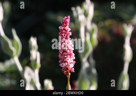 Nahaufnahme von rosa Blüten des Knoweges Bistorta affinis superbum im Morgenlicht, vor verschwommenem Hintergrund in einem Landgarten Stockfoto