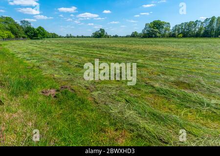 Fischerhude, Ottersberg, Landkreis Verden, Niedersachsen, Deutschland Stockfoto