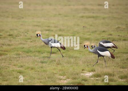 Kraniche mit grauen Krönung im Amboseli Nationalpark Stockfoto