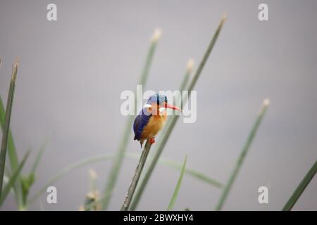 Malachiteisvogel im Amboseli Nationalpark Stockfoto