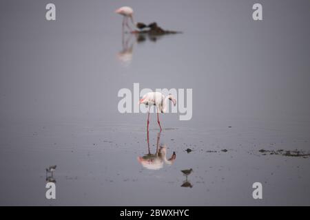 Zwei Flamingos und einige andere Vögel spiegeln sich im Wasser. Stockfoto