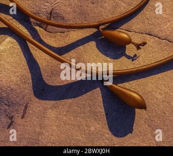 Der Riesenkelp, Macrocystis pyrifera, ist aus dem vorgelagerten Kelp-Wald ausgewachsen und am Rialto Beach im Olympic National Park, Washington State, USA, angespült worden Stockfoto