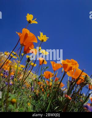 Callifornia Poppy, Eschschscholzia californica, mit anderen Frühlingsblumen im Antelope Valley, Kalifornien, USA Stockfoto