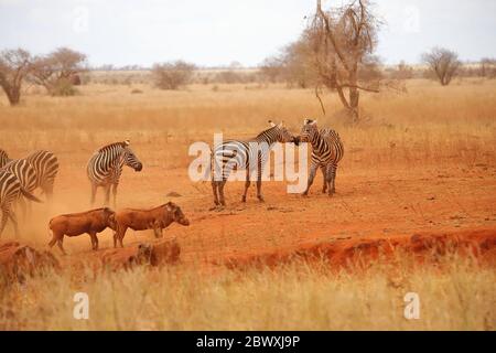 Zebras und Warzenschweine in der Savanne Stockfoto