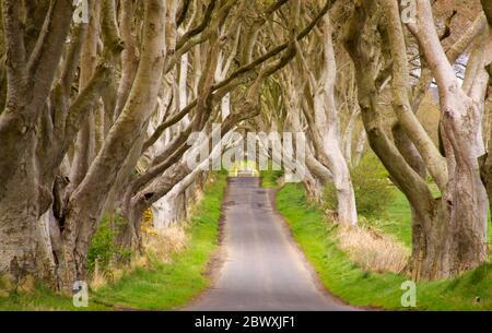 Die Dark Hedges Straße und Bäume, Nordirland. Eine Straße durch dichte Vegetation Stockfoto