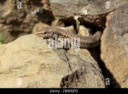 Gewöhnliche europäische Mauereidechse (Podarcis muralis) auf Felsen in der Sonne Stockfoto