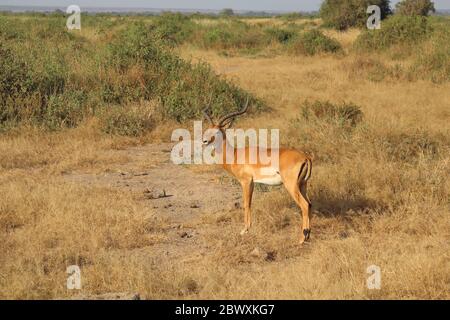 Impala in der Savanne von Amboseli Stockfoto
