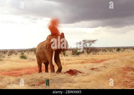 Der mächtige Elefant macht eine Sanddusche Stockfoto