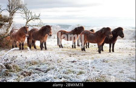 Ponys auf dem Cothelstone Hill im Winter Stockfoto