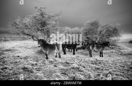 Ponys auf dem Cothelstone Hill im Winter Stockfoto