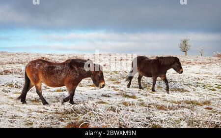 Ponys auf dem Cothelstone Hill im Winter Stockfoto