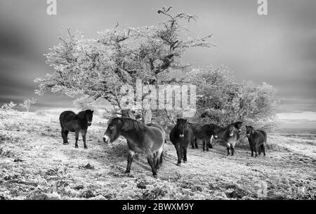 Ponys auf dem Cothelstone Hill im Winter Stockfoto