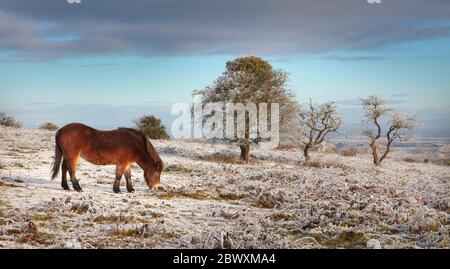 Ponys auf dem Cothelstone Hill im Winter Stockfoto