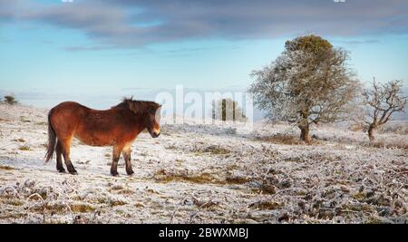 Ponys auf dem Cothelstone Hill im Winter Stockfoto