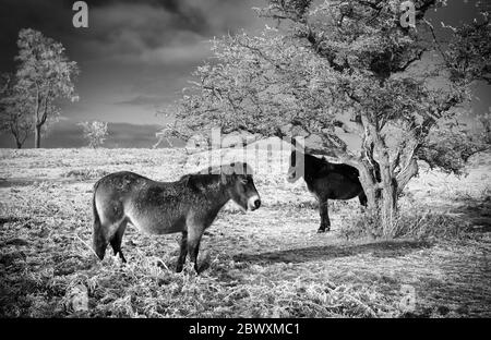 Ponys auf dem Cothelstone Hill im Winter Stockfoto