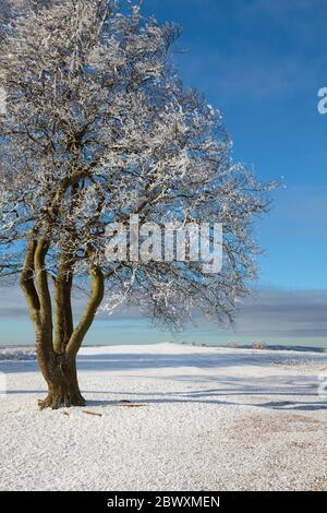 Der Winterfrost auf dem Cothelstone Hill Stockfoto