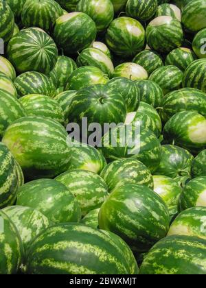 Stapel von Wassermelonen verkauft Stockfoto
