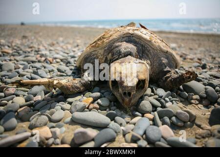 Tote Meeresschildkröte an einem Zypern Strand Stockfoto