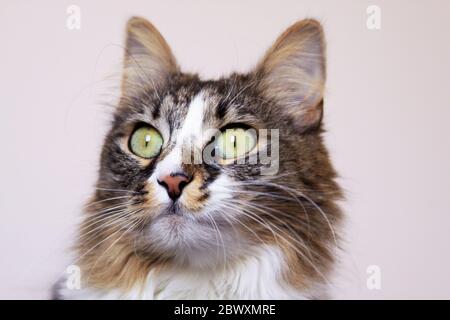 Isolierte Katze grüne Augen starren starren Porträt Stockfoto