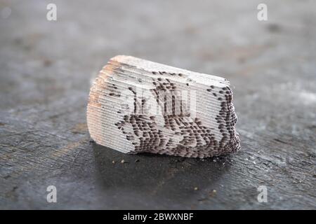 Der Kern jedes Katalysators ist eine innere keramische Wabenstruktur, die einen Waschmantel mit Platin (PT), Palladium (Pd) und Rhod enthält Stockfoto