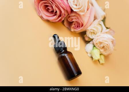 Feuchtigkeitsspendende Serum in einer Glasflasche neben Rosenblüten auf beigem Hintergrund. Erstellen von hausgemachten Kosmetika mit natürlichen Extrakten. Stockfoto