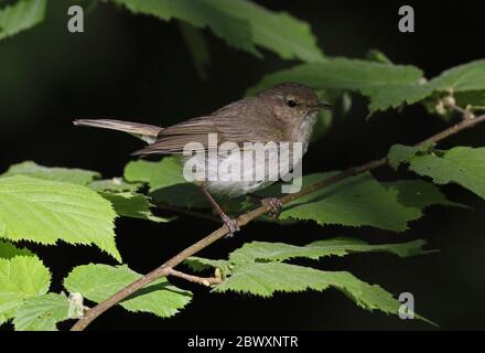 Gewöhnlicher Chiffchaff, Phylloscopus collybita auf Haselzweig sitzend Stockfoto