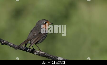 Robin Rotbrust, Erithacus robecula, seitlicher Blick, sitzend auf Barsch Stockfoto