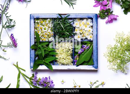 Frühling Blumen in einer Box auf weißem Hintergrund flach legen Ansicht von oben Stockfoto