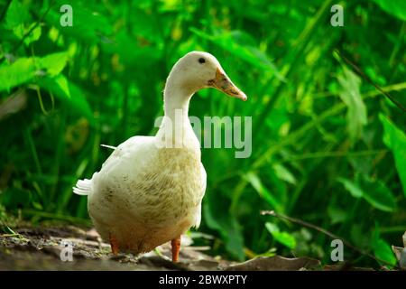 Auf dem Boden steht eine schöne weiße Ente Stockfoto