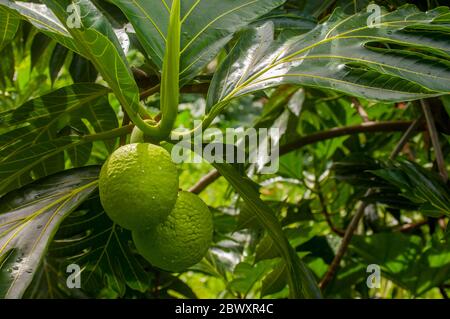 Nahaufnahme eines Brotfruchtbaums in Roseau auf der Karibikinsel Dominica. Stockfoto
