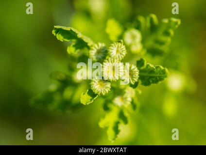 Eine Makroaufnahme der Blütenknospen mutterkraut Anlage. Stockfoto