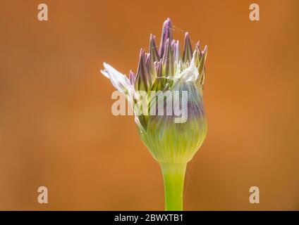Eine Makroaufnahme eines allium Blütenknospe. Stockfoto