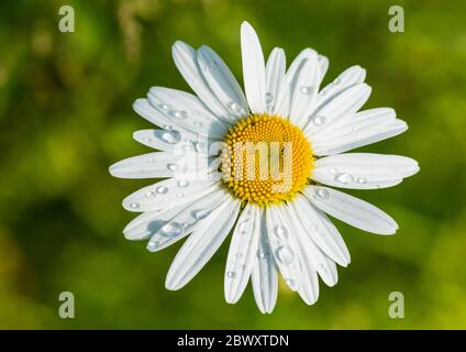 Eine Makroaufnahme eines oxeye Daisy blühen. Stockfoto