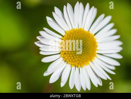 Eine Makroaufnahme eines erigeron Stallone blühen. Stockfoto