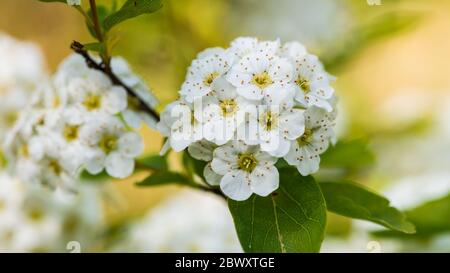 Ein Makrofoto von einer weißen Spirea Buschblüte. Stockfoto