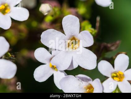 Ein Makrofoto von einigen weißen Bacopa blüht. Stockfoto