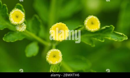 Ein Makrofoto von einigen fieberigen Blütenknospen. Stockfoto