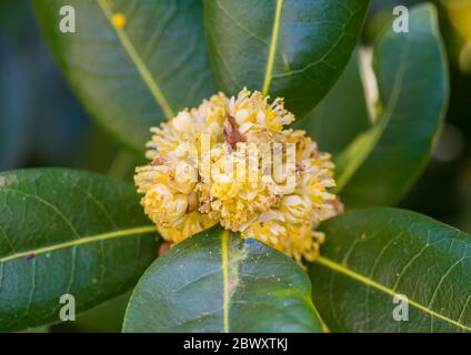 Eine Makroaufnahme der gelben Blüte eines Lorbeerbaums. Stockfoto