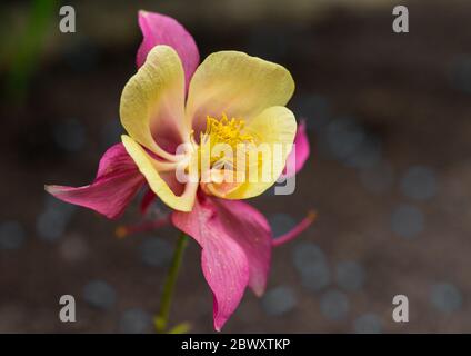 Eine Makroaufnahme eines gelben Aquilegia blühen. Stockfoto