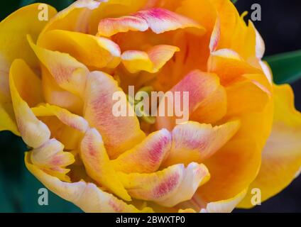 Ein Makrofoto einer Tulpenfüßigen Füchseltrab-Blüte. Stockfoto