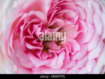 Ein Makrofoto der zerzauste Blütenblätter einer rosa Terrassenrose. Stockfoto
