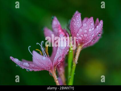 Eine Makroaufnahme von einigen Regentropfen auf die Blütenblätter einer rosa River Lily. Stockfoto