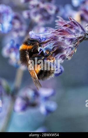 Hummel (Bombus) auf Lavendel (Lavandula) Stockfoto